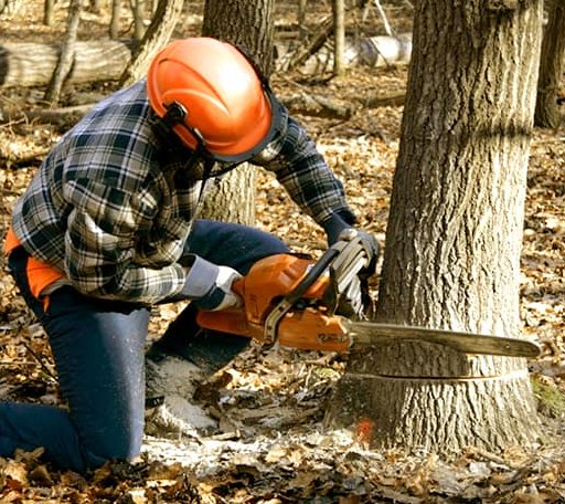 Tree Removal in Gillsville, GA